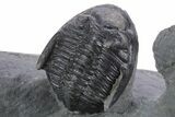 Cluster Of Three Hollardops Trilobites - Ofaten, Morocco #356898-3